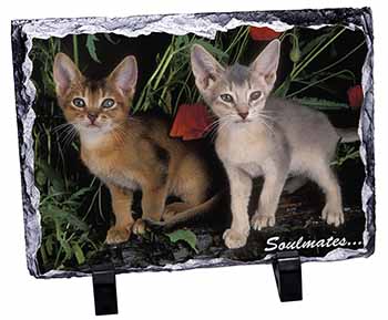 Abyssinian Kittens 