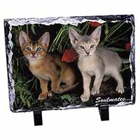 Abyssinian Kittens 