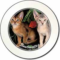 Abyssinian Kittens 