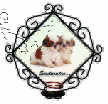 Shih-Tzu Dogs 