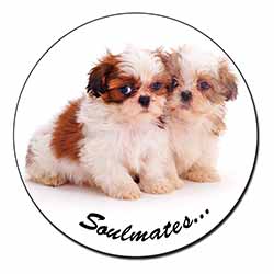 Shih-Tzu Dogs 