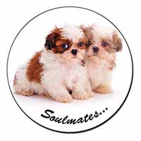 Shih-Tzu Dogs 