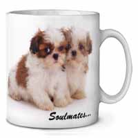 Shih-Tzu Dogs 