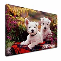 West Highland Terrier Dogs 