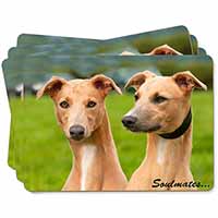 Whippet Dogs 