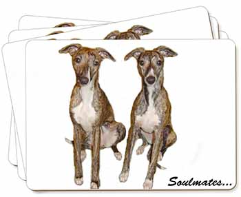 Whippet Dogs 