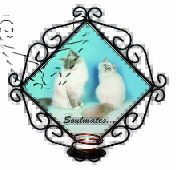 Birman Cats 