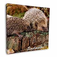 Hedgehogs 