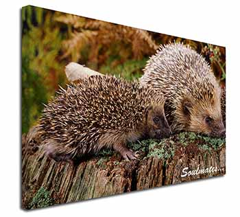 Hedgehogs 