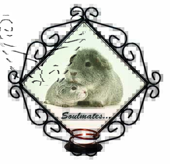 Silver Guinea Pigs 