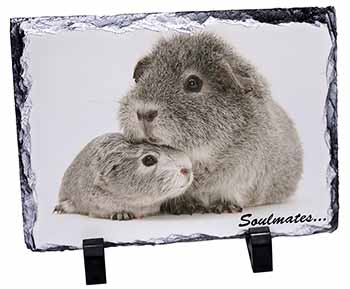 Silver Guinea Pigs 