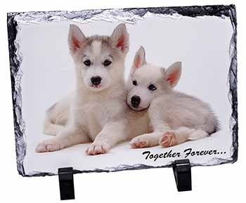 Husky Puppies 